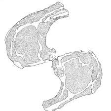 225x225 Image Result For Pork Chop Drawing Shrink Plastic