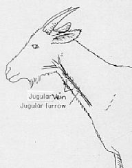 192x245 Sacrifice Thorn (4)