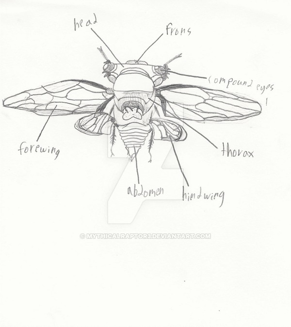 600x675 Cicada Anatomy By Mythicalraptor3