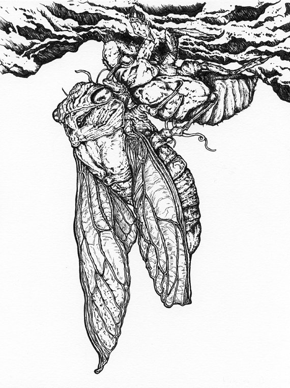 570x762 Items Similar To Cicada Metamorphosis