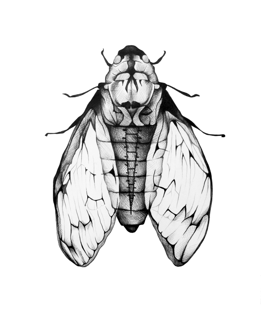 1000x1273 Science On Paper Cicada Kaitlinziesmer
