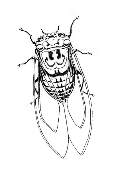 400x643 Cicada The Weekly