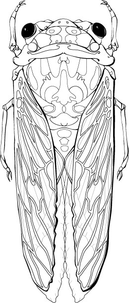 260x610 Cicada By Bigredsharks
