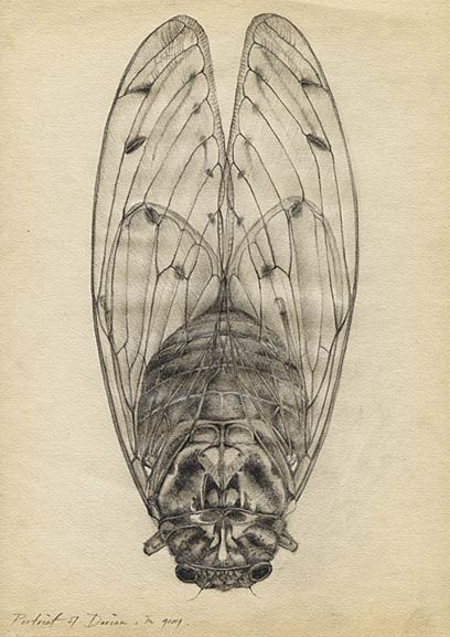 408x577 Dorothy Nevitt Drawing Cicada Study