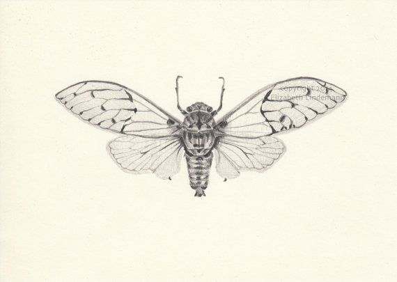 570x405 Periodical Cicada Original Pencil Drawing By Grasshoppergallery