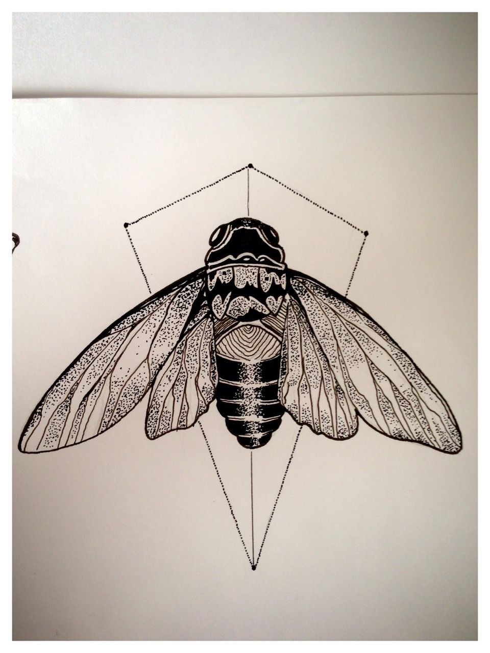 960x1280 Cicada Drawing