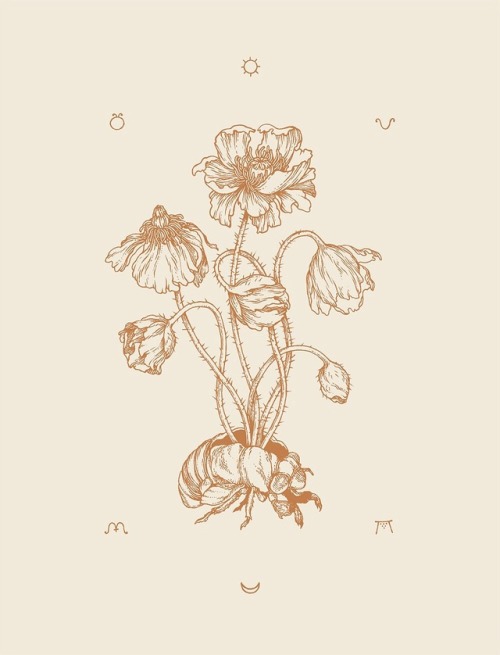 500x655 Cicada Drawing Tumblr