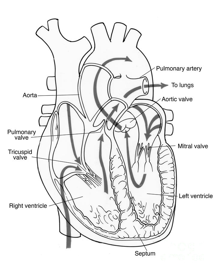 720x900 Illustration Of Coronary Circulation Photograph By Science Source