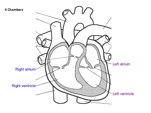 638x479 Ms. He's Circulatory System
