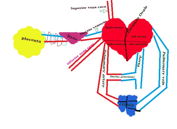 602x442 Nsg Dx Health Up Normal Fetal Circulation