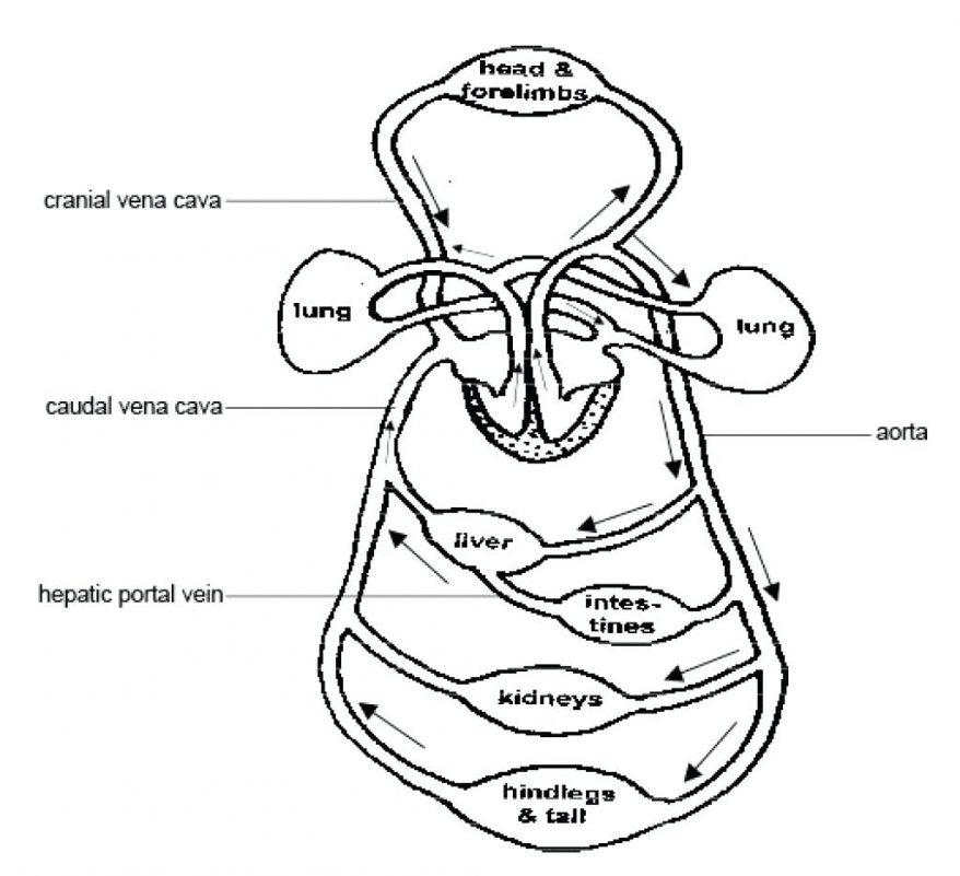 878x801 Circulatory System Diagram Worksheet Human Blood Circulation