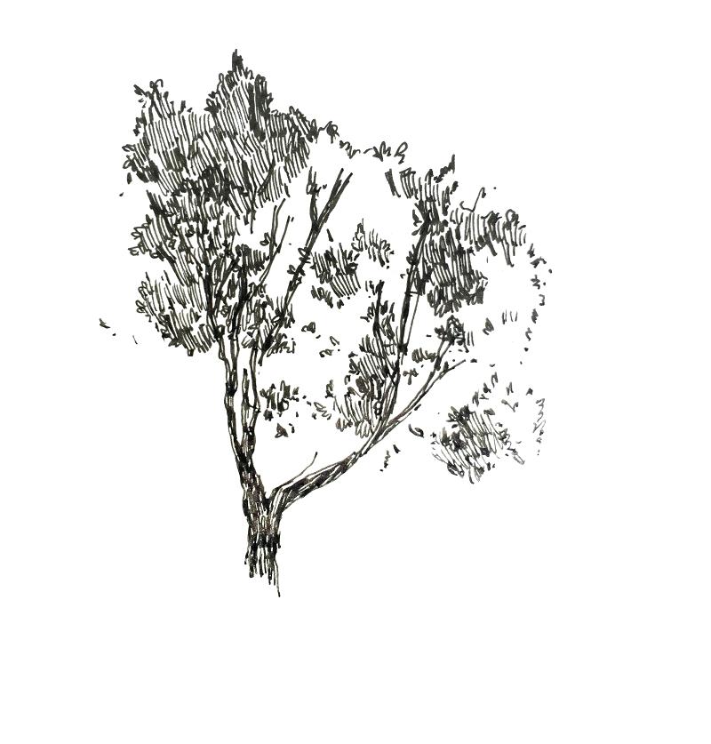 800x837 Tumblr Plant Drawings Drawings Garden City High School Coolman.club