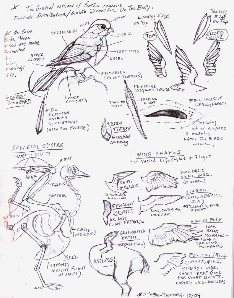 792x1008 Bird Wings Tutorial Sketch By Eva St Clare Inspiration