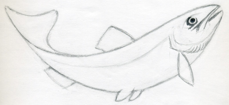 802x370 How To Draw A Fish