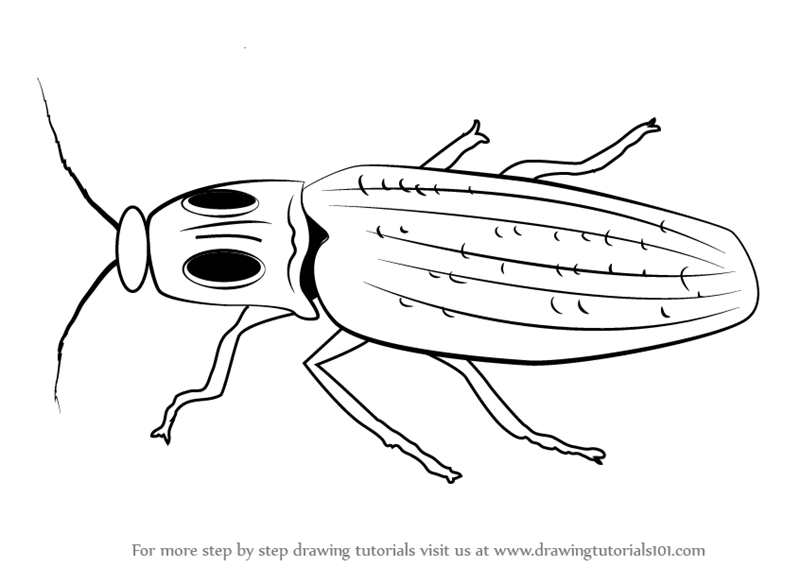 800x567 Learn How To Draw A Click Beetle (Insects) Step By Step Drawing