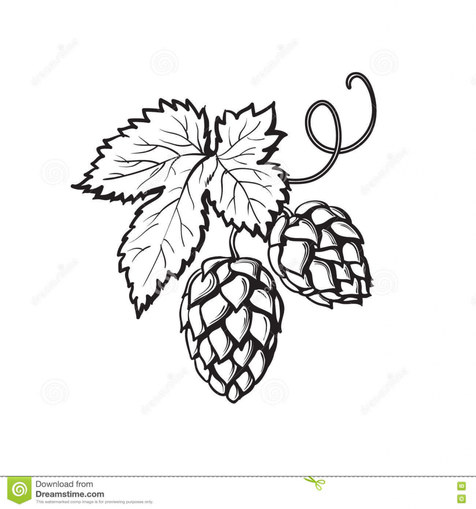 958x1024 Hop Flower Drawing Hop Vine Illustration Client Research