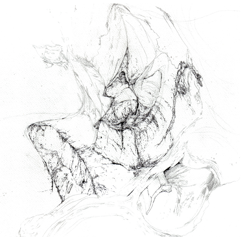 803x779 Close Up Liver Section, January 2011 Drawing