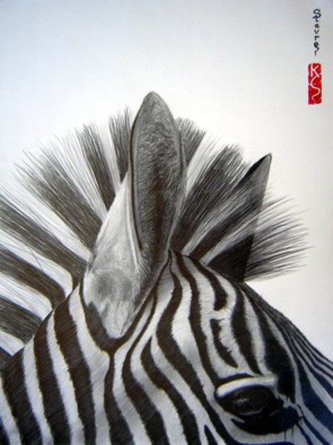 479x640 Eric Stavros Artwork Zebra Close Up Original Drawing Pencil
