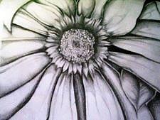 225x169 Gallery Flower Close Up Drawing,