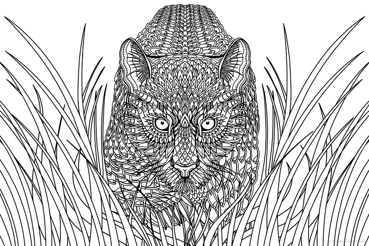 1200x800 Cougar Line Drawing