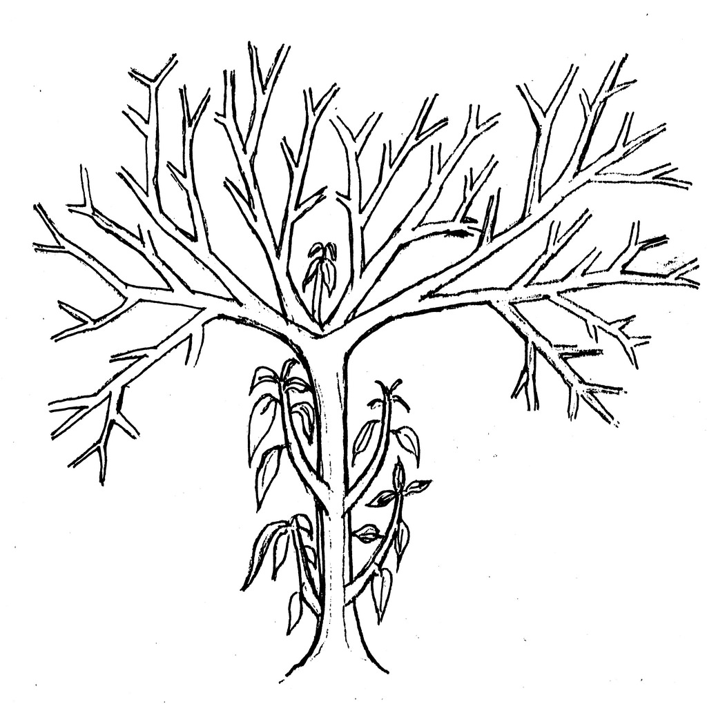 1024x1020 Unpruned Cocoa Mature Tree Structure Nagacocoa