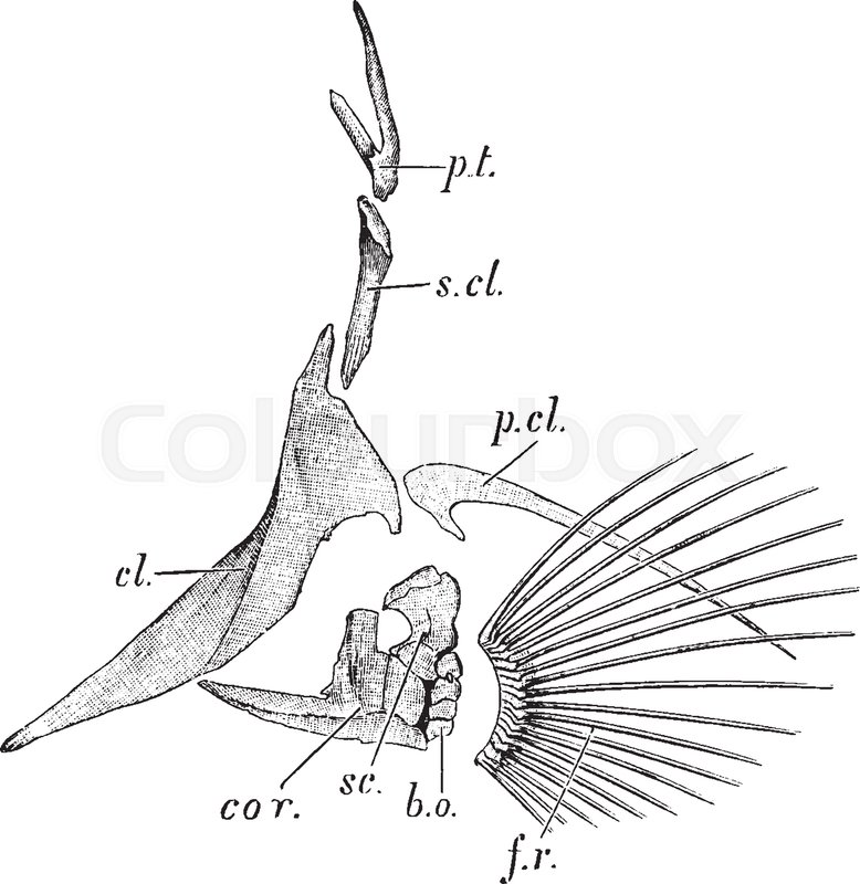778x800 Cod Is The Common Name For The Genus Gadus Of Demersal Fishes