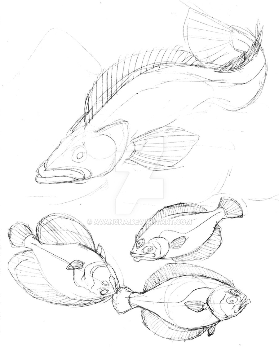 900x1133 Sketch Ozymandias' Lingcod By Avancna