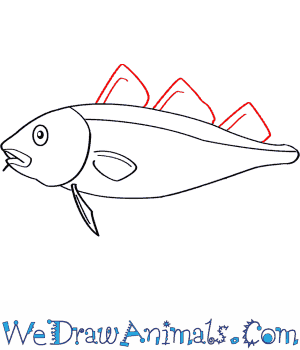 300x350 How To Draw An Atlantic Cod