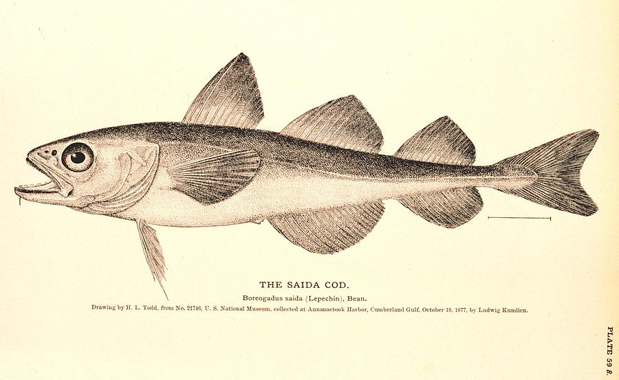 900x553 The Saida Cod Drawing By Brian Long