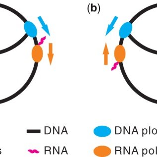 317x317 Schematic Drawing Of A Collision Between A Working Dna Polymerase