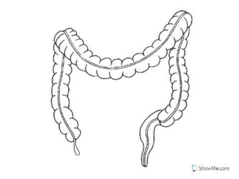 480x360 How To Biology Amp Anatomy Colon
