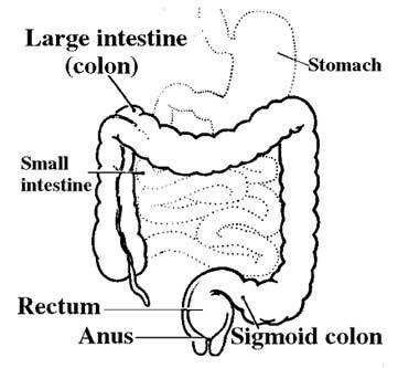 The best free Colon drawing images. Download from 44 free drawings of ...