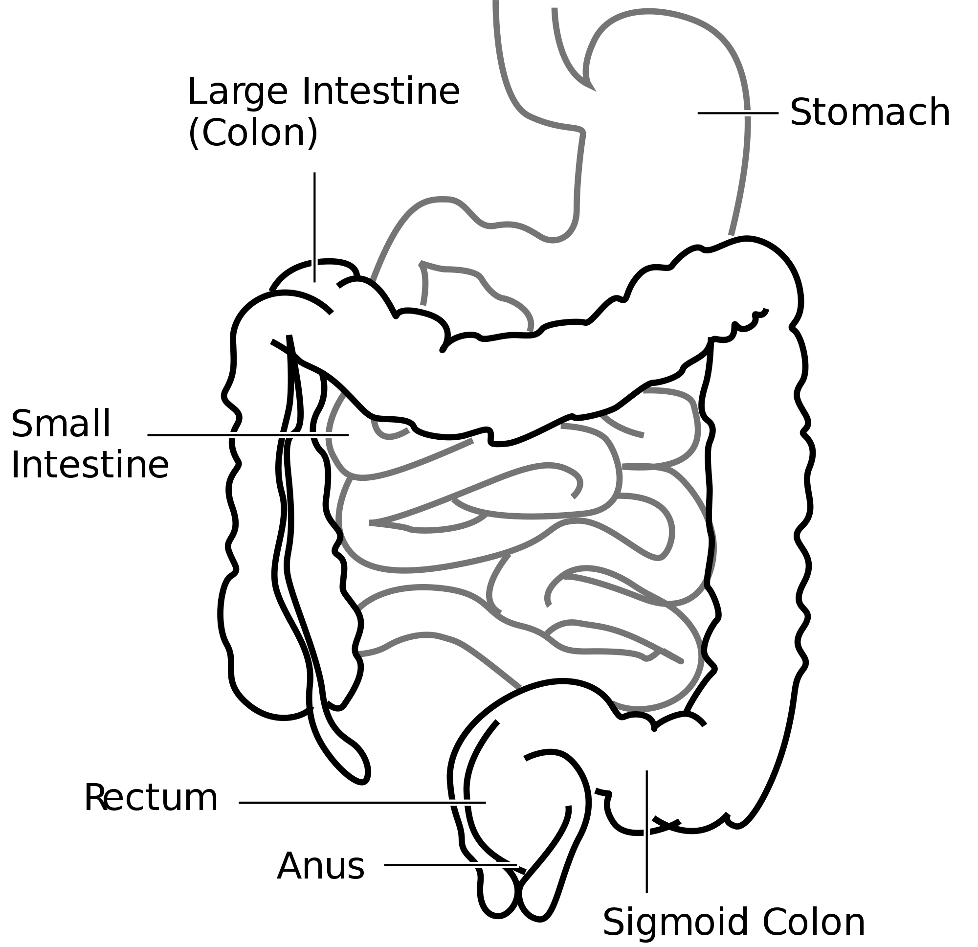 2000x1936 Large Intestine