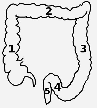 376x418 Transverse Colon