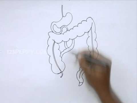 480x360 How To Draw A Colon