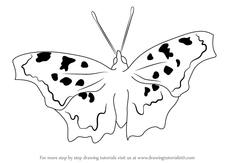 800x568 Learn How To Draw A Eastern Comma (Insects) Step By Step Drawing