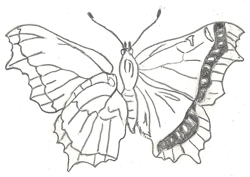 829x587 Buffalo Wildlife Checklist (Pg.2)