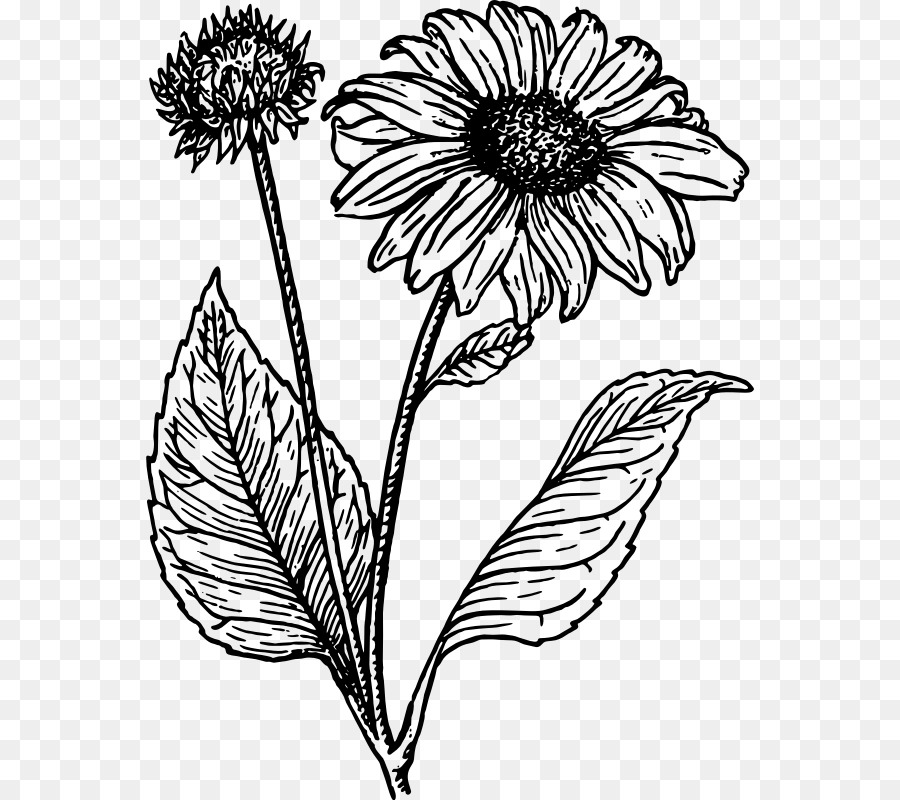 900x800 Drawing Line Art Common Sunflower Clip Art