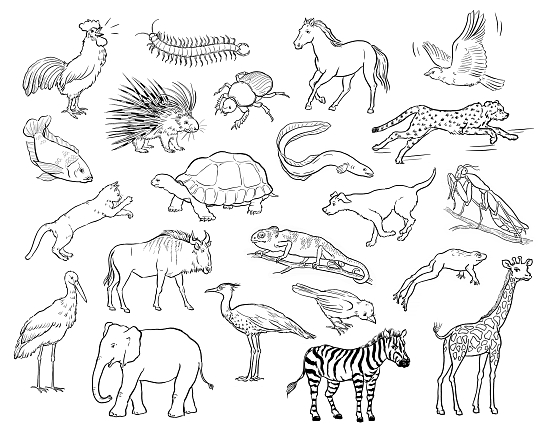 550x439 Gallery Animal Line Drawing,