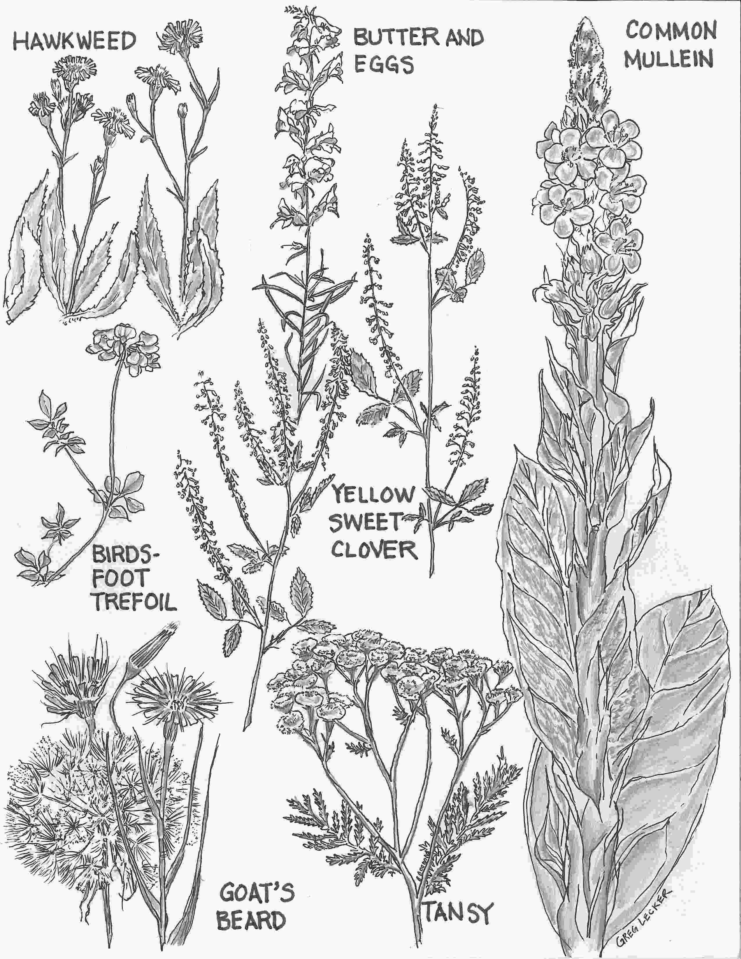 2550x3300 Illustration Greg Lecker Artist