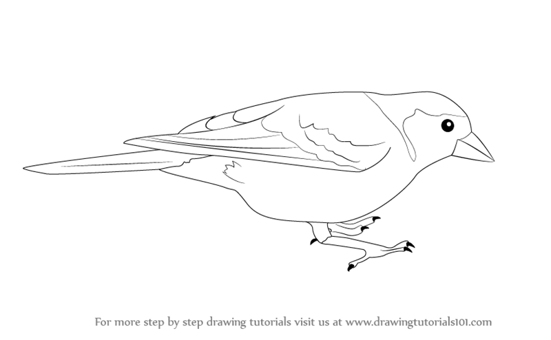 800x494 Learn How To Draw Common Chaffinch (Birds) Step By Step Drawing