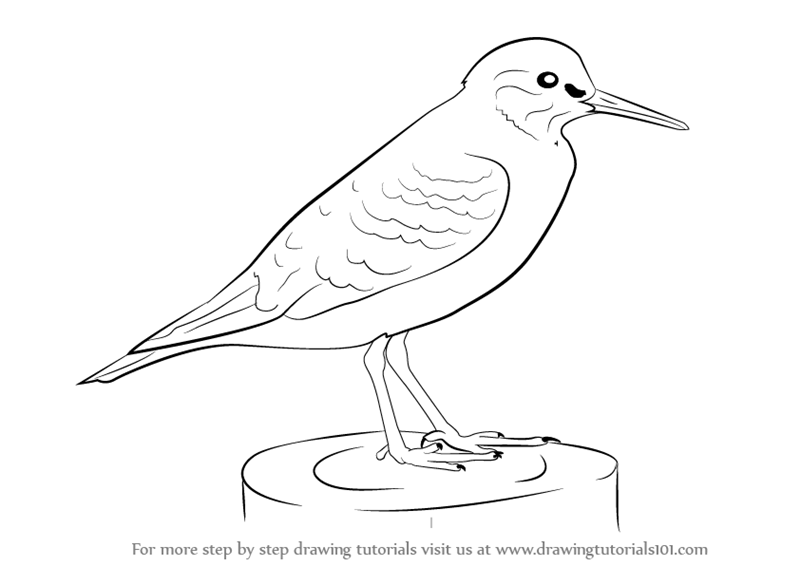 800x566 Learn How To Draw A Common Sandpiper (Birds) Step By Step