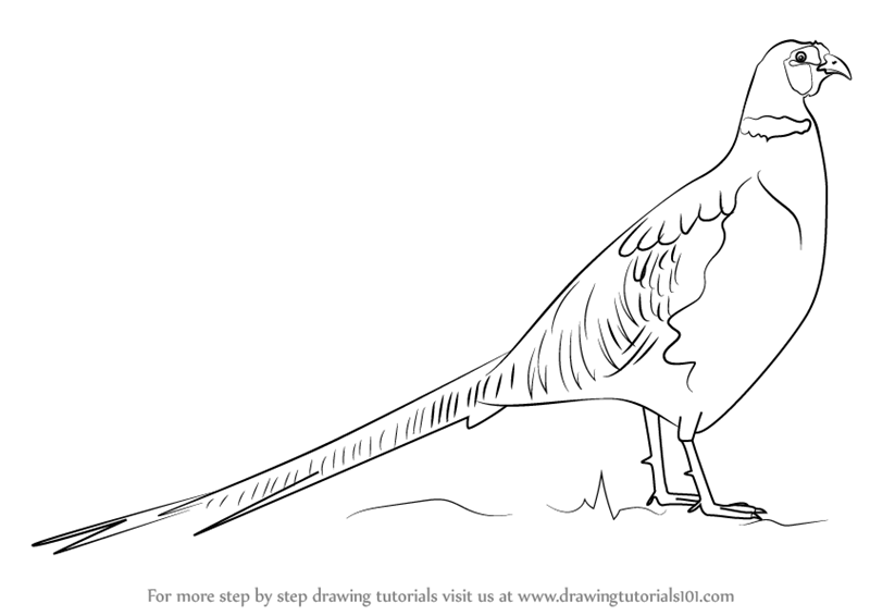 800x566 Learn How To Draw A Common Pheasant (Birds) Step By Step Drawing