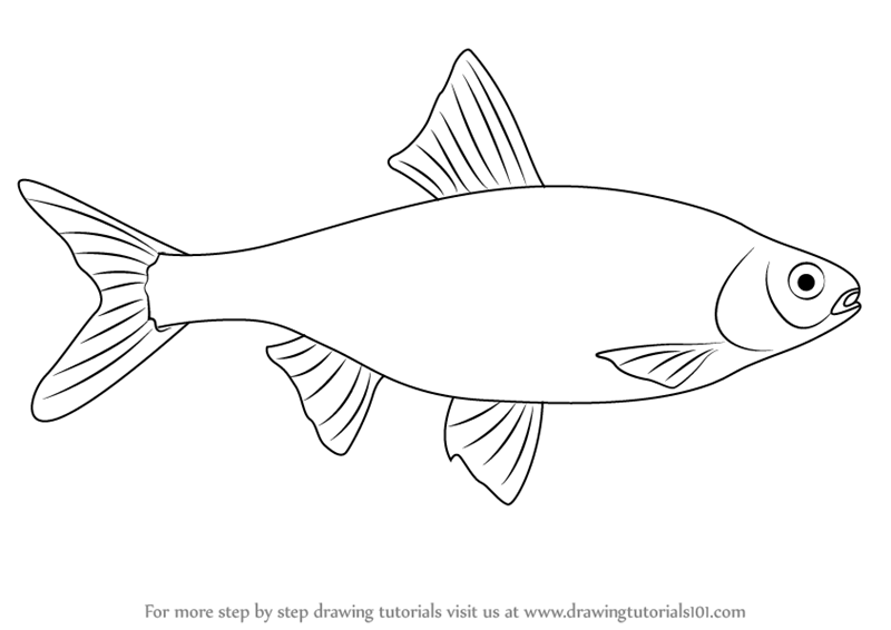 800x566 Learn How To Draw A Common Roach (Fishes) Step By Step Drawing