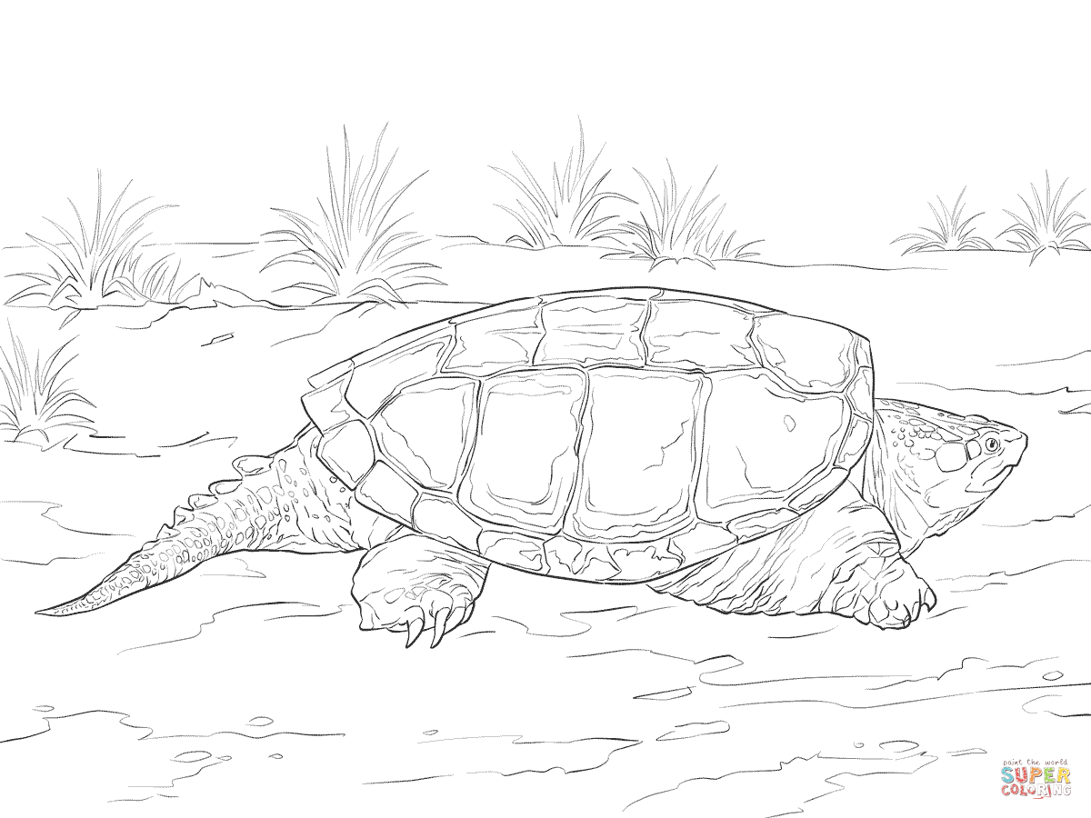 1200x900 Realistic Common Snapping Turtle Coloring Page Free Printable