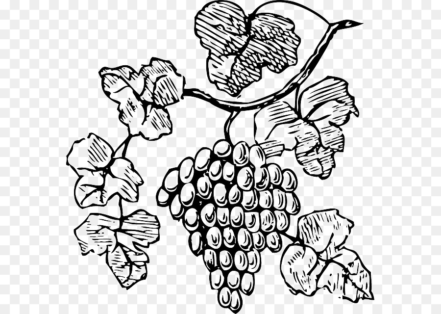 900x640 Wine Common Grape Vine Champagne Clip Art
