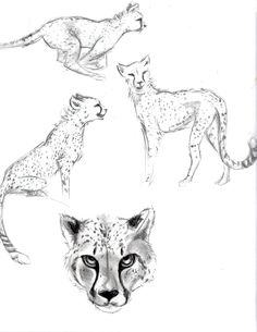 236x305 Common Ground By Peter Williams. Graphite Pencil Drawing