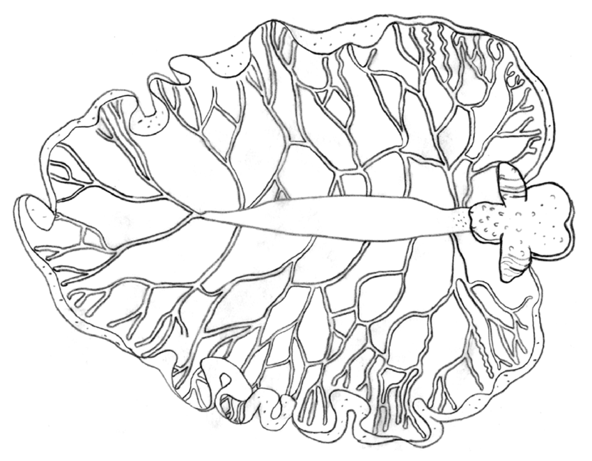 850x662 Elysia Subornata, Drawing Of Renopericardial Complex And Dorsal