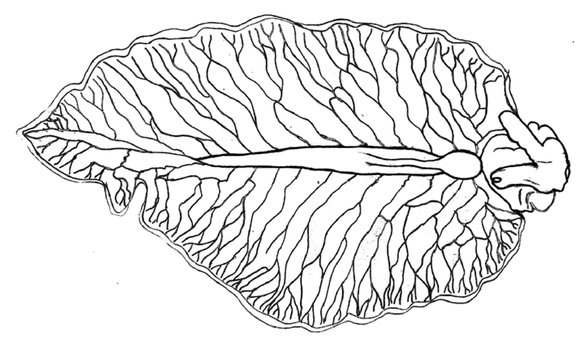 850x504 Elysia Hamanni N. Sp., Drawing Of Renopericardial Complex
