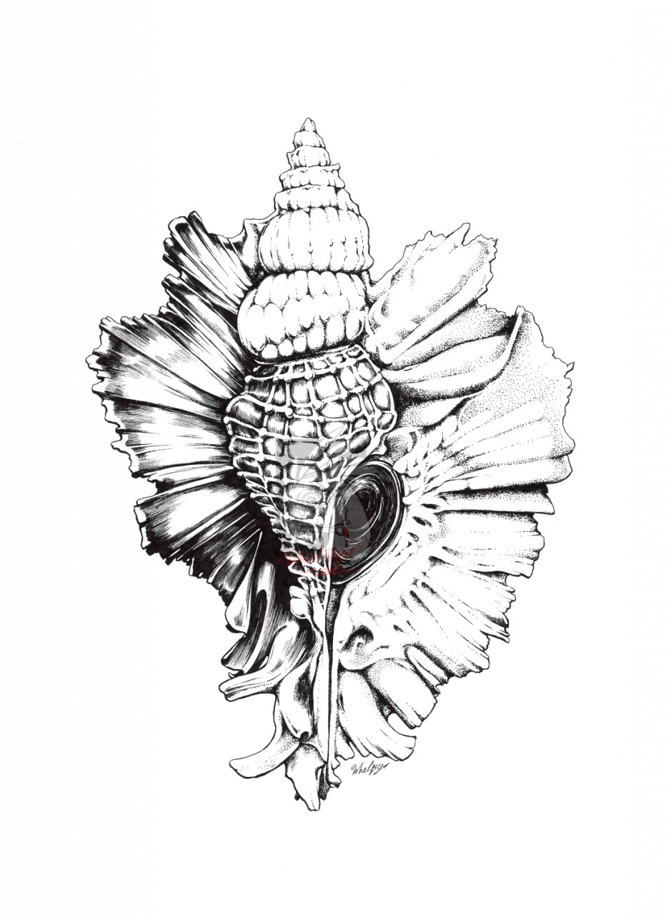 939x1280 Conch Shell Black And White Illustration By Whelpsy